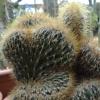 Vai alla scheda di Cleistocactus jujuyensis f. cristatus