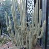 Vai alla scheda di Cleistocactus parviflorus