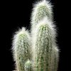 Vai alla scheda di Cleistocactus strausii