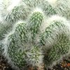 Vai alla scheda di cleistocactus strausii f. cristatus