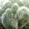 Vai alla scheda di Cleistocactus strausii f. cristatus