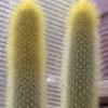 Vai alla scheda di Cleistocactus wendlandiorum