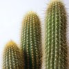 Vai alla scheda di Cleistocactus winteri