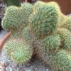 Vai alla scheda di Cleistocactus winteri f. cristatus