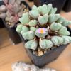 Vai alla scheda di Conophytum bilobum ssp. gracilistylum