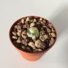 Vai alla scheda di Conophytum burgeri