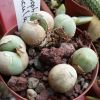 Vai alla scheda di Conophytum calculus