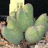 Vai alla scheda di Conophytum christiansenianum