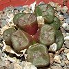 Vai alla scheda di Conophytum cubicum