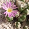 Vai alla scheda di Conophytum ectypum