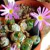 Vai alla scheda di Conophytum ectypum v. brownii