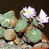 Vai alla scheda di Conophytum ernstii