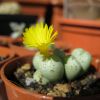 Vai alla scheda di Conophytum flavum