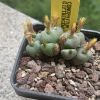 Vai alla scheda di Conophytum giftbergense