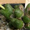 Vai alla scheda di Conophytum haramoepense