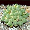 Vai alla scheda di Conophytum ians