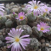 Vai alla scheda di Conophytum jucundum ssp. fragile