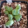 Vai alla scheda di Conophytum limpidum