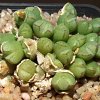 Vai alla scheda di Conophytum loeschianum