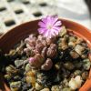 Vai alla scheda di Conophytum luckhoffii