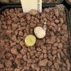 Vai alla scheda di Conophytum minimum