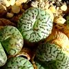 Vai alla scheda di Conophytum minimum cv. wittebergense