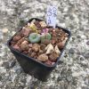 Vai alla scheda di Conophytum minutum