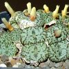 Vai alla scheda di Conophytum obcordellum