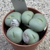 Vai alla scheda di Conophytum ornatum