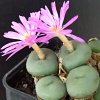 Vai alla scheda di Conophytum pearsonii