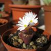 Vai alla scheda di Conophytum pellucidum