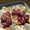 Vai alla scheda di conophytum pellucidum cv. makin’s plum