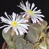 Vai alla scheda di Conophytum praesectum