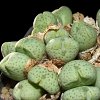 Vai alla scheda di Conophytum quaesitum