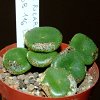 Vai alla scheda di Conophytum ricardianum