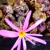 Vai alla scheda di Conophytum rubrolineatum