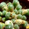 Vai alla scheda di Conophytum stephanii