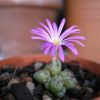 Vai alla scheda di Conophytum tantillum