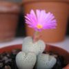 Vai alla scheda di Conophytum taylorianum ssp. ernianum