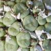 Vai alla scheda di Conophytum truncatum