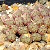 Vai alla scheda di Conophytum uviforme ssp. decoratum