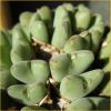 Vai alla scheda di conophytum velutinum ssp. polyandrum