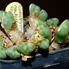 Vai alla scheda di Conophytum violaciflorum