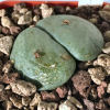 Vai alla scheda di Conophytum wettsteinii