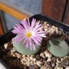 Vai alla scheda di Conophytum wettsteinii ssp. ruschii