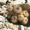 Vai alla scheda di Copiapoa ahremephiana