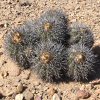 Vai alla scheda di Copiapoa alticostata