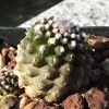 Vai alla scheda di Copiapoa angustiflora