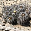 Vai alla scheda di Copiapoa atacamensis