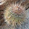 Vai alla scheda di Copiapoa calderana v. spinosior